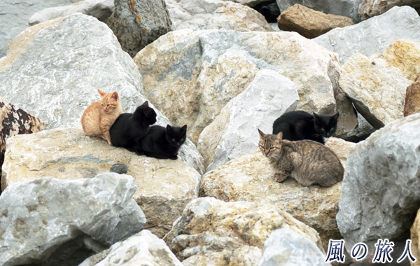 ポルトガル　オエイラス　海岸にいた猫の親子の写真