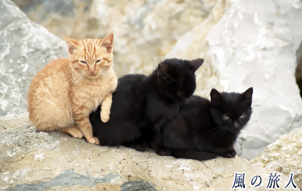 ポルトガル　オエイラス　海岸にいた猫の写真