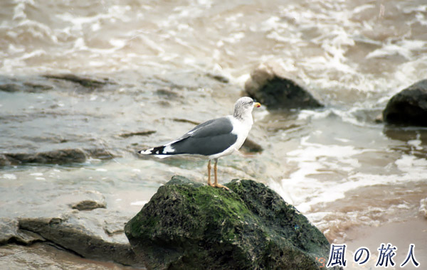 ポルトガル　ウミネコの写真