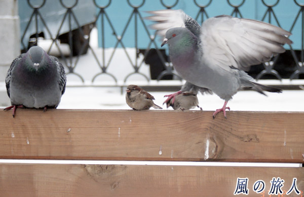 モスクワの鳩　雀を踏みつける様子