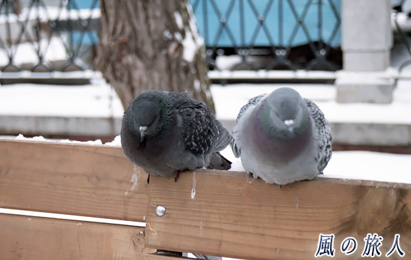 モスクワの鳩　寒い中で佇む写真