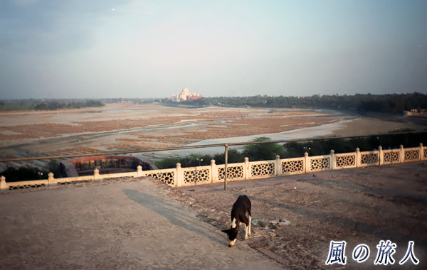 インド　タージマハルとワンコの写真