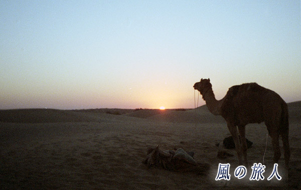 インド　ジャイサルメール　朝日とラクダの写真