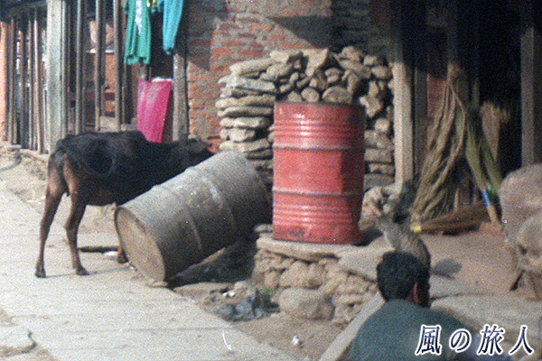 ネパール　ポカラ　オールドバザール　牛とニャンコの写真