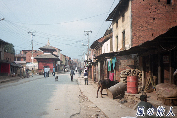 ネパール　ポカラ　オールドバザール　歩く犬の写真