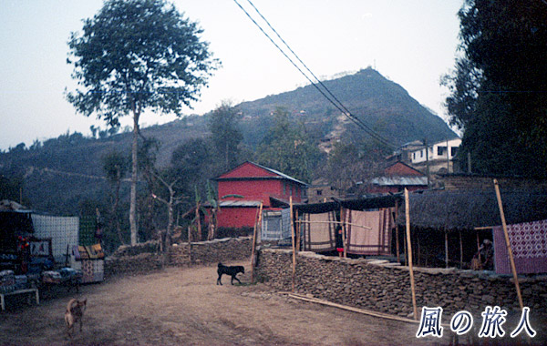 サランコット展望台のワンコたちの写真