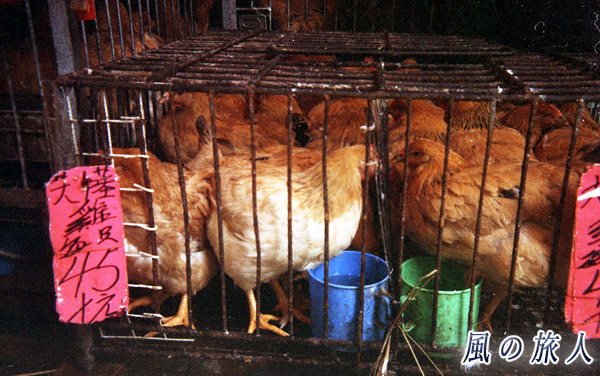 売られている鳥（香港）の写真