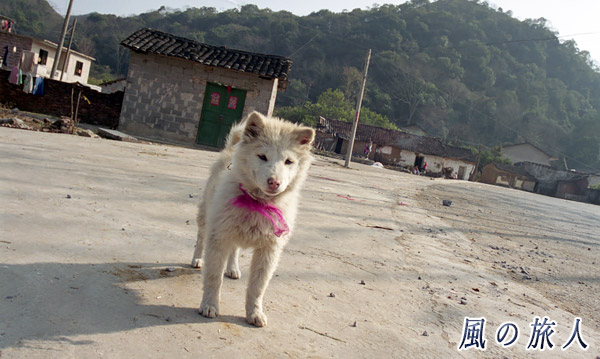 ワンコのお出迎えの写真　陽朔(Yangshuo)、China　Feb.2000
