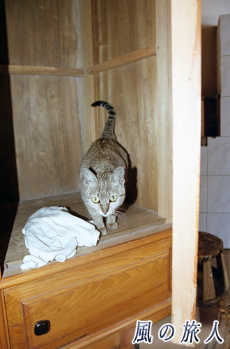 クローゲットの中にいる猫の写真　ベトナム　サパ
