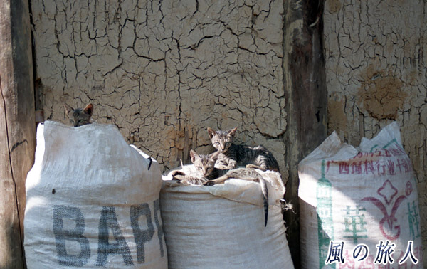 ベトナム　モン族の村にいた猫たちの写真