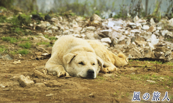 お昼寝ワンコの写真　サパ（Sa Pa）、Vietnam　Feb.2000