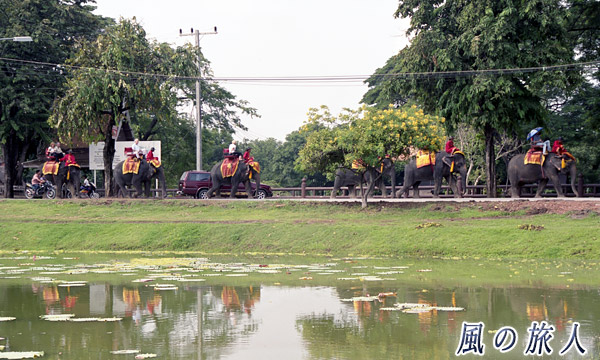 アユタヤ遺跡の象ツアーの写真