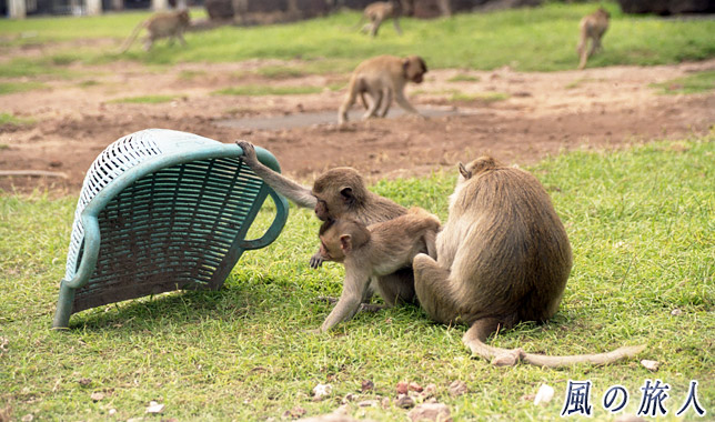 タイ　ロッブリー　プラーン サームヨート遺跡　遺跡でくつろぐ猿たちの写真