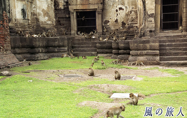 タイ　ロッブリー　プラーン サームヨート遺跡　猿の群れの写真