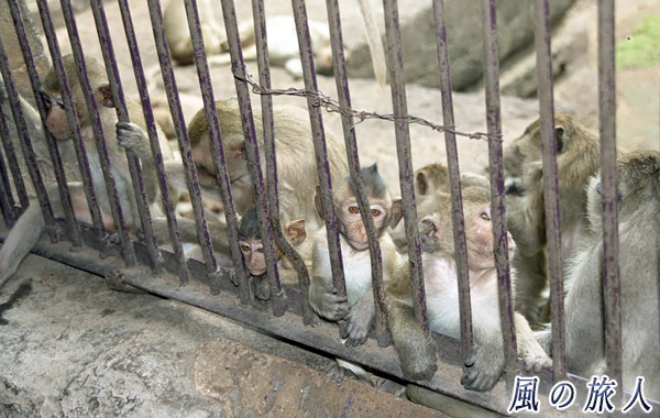 タイ　ロッブリー　柵の向こうの猿の写真
