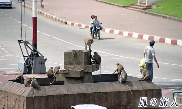 タイ　ロッブリー　猿と人々の写真