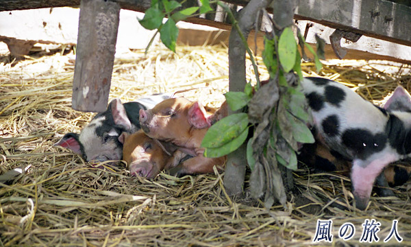 ラオス　コーン島　豚の赤ちゃんの写真
