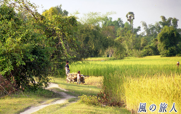 ラオス　コーン島の田んぼの写真