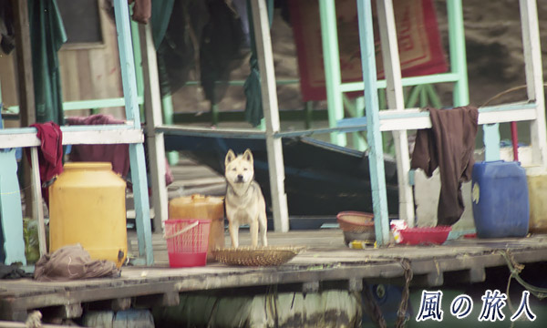 ベトナム　ハロン湾　水上で暮らすワンコの写真