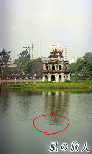 ベトナム　ハノイ　ホアンキエム湖　未確認生物が泳ぐ様子の写真