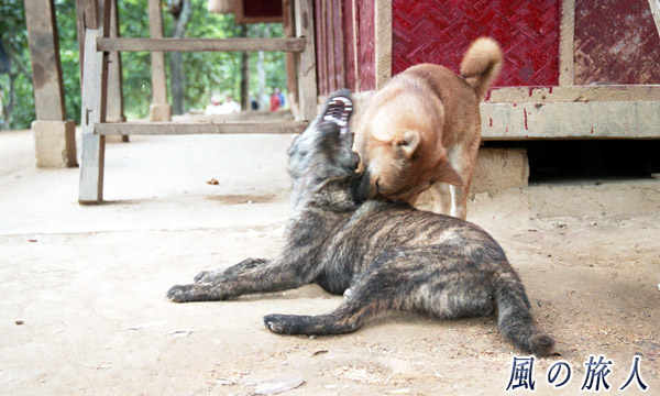 ベトナム　DMZツアー　じゃれあうワンコたちの写真