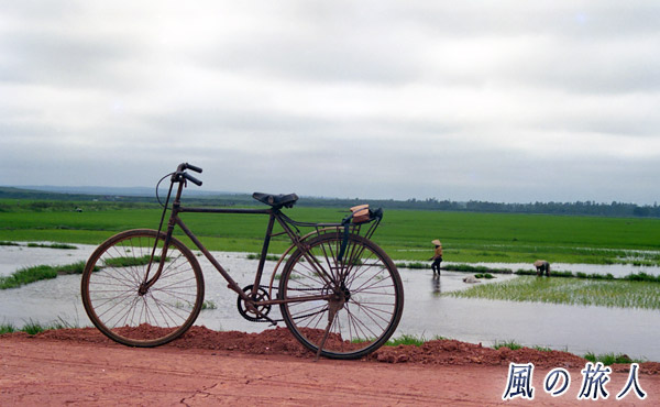ベトナム　田植えの写真
