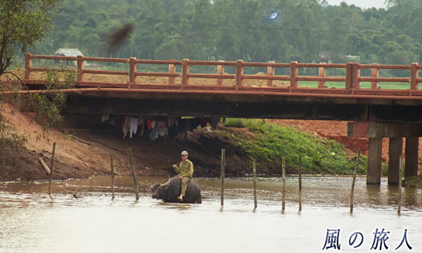 ベトナム　水牛と少年の写真