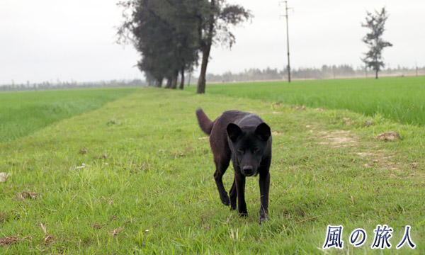 ベトナム　あぜ道の黒ワンコの写真