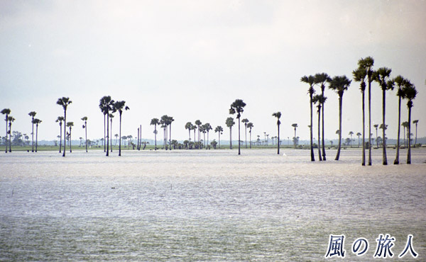 カンボジア　雨季に水没した木々の写真
