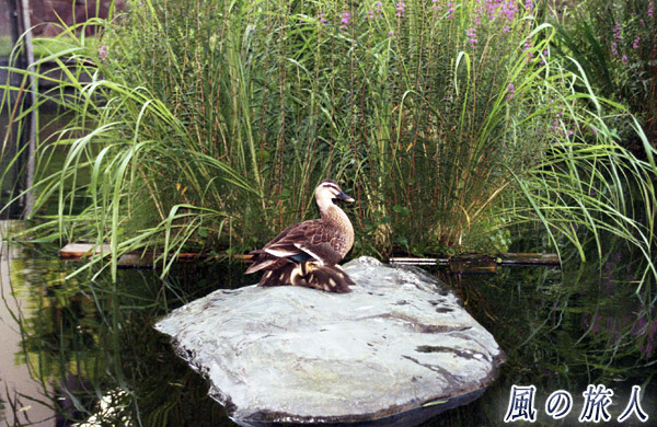 職場のカルガモ　池の石の上で休むカルガモ親子を写した写真