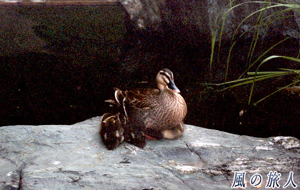 職場のカルガモ　親ガモに寄りそう雛たちを写した写真
