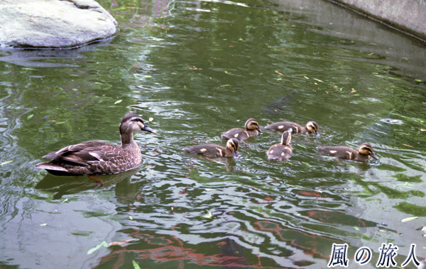 職場のカルガモ　親鳥が見守る中の遊泳