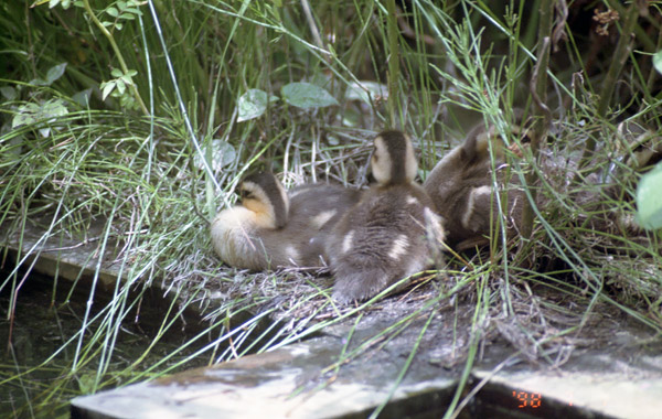 職場のカルガモ　茂みでお休み中の雛を写した写真