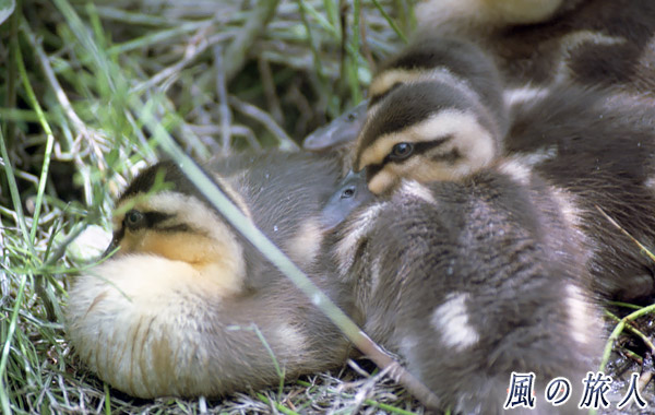 職場のカルガモ　茂みでお休み中の雛