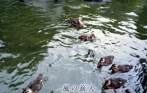 職場のカルガモ　池を泳ぐ親子を写した写真