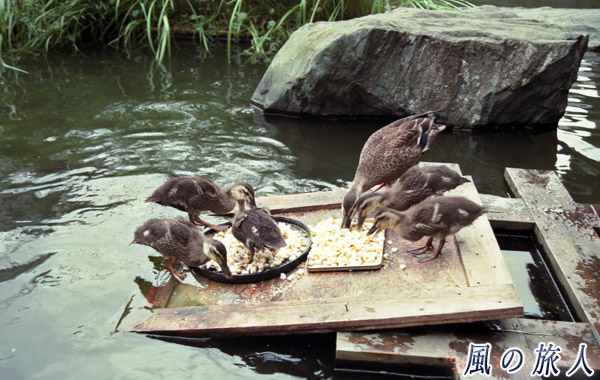 職場のカルガモ　食事中の親子を写した写真