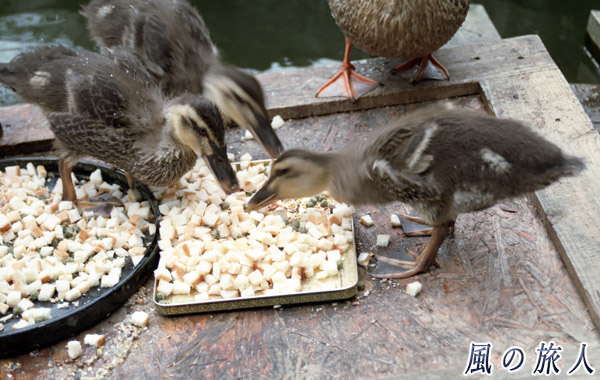 職場のカルガモ　食事中の親子を写した写真