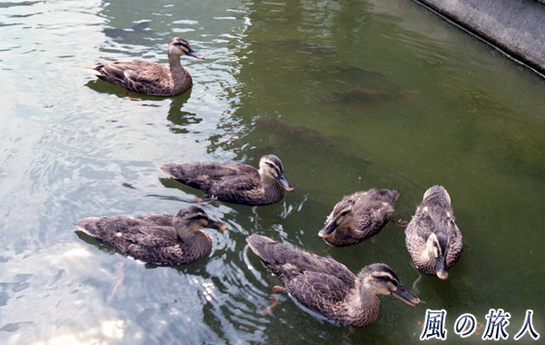 職場のカルガモ　池を泳ぐカルガモ親子を写した写真