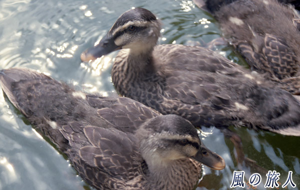職場のカルガモ　大きくなった雛たちの写真