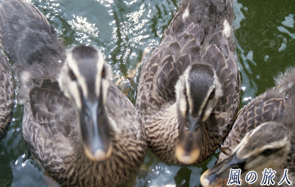 職場のカルガモ　人懐っこくなってしまったカルガモを写した写真