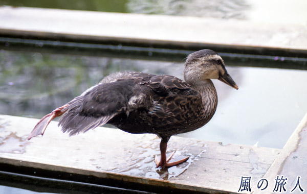 職場のカルガモを写した写真