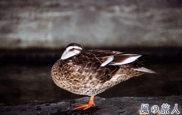 職場のカルガモ　片足で休む親鳥を写した写真