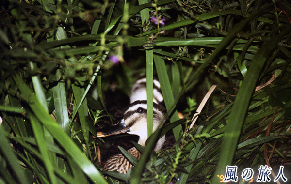 職場のカルガモ　茂みで休む子鳥を写した写真