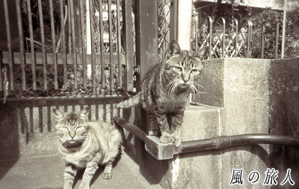 坂道のにゃんこの写真