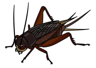 コオロギのイメージ（＊イラスト：名古屋の片隅から始まるさん）