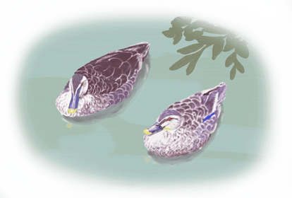 カルガモの夫婦のイメージ（＊イラスト：maiko777さん）