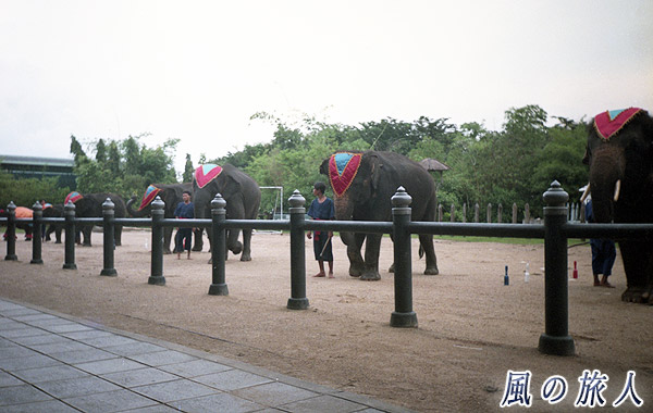 タイ　サンプラン象園　エレファントショーの様子の写真
