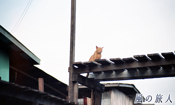 マレーシア　ボルネオ島　サバ州　ガヤ島　水上集落　板橋の上での写真