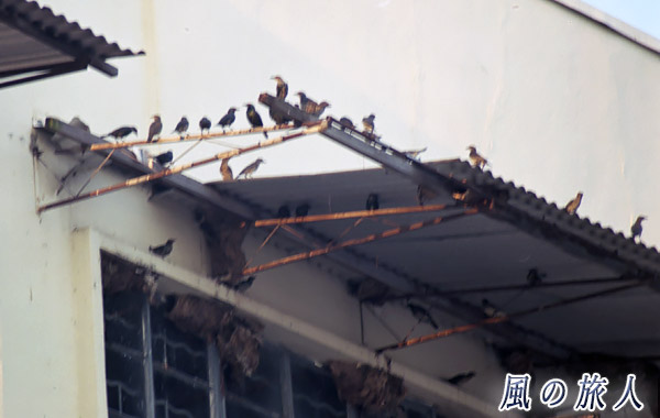 マレーシア　サラワク　シブ　ツバメとツバメの巣の写真