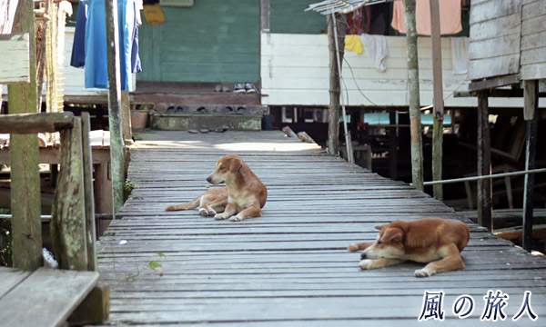 マレーシア　ボルネオ島　サラワク州　ムカー　水上集落の通路で横になるワンコの写真